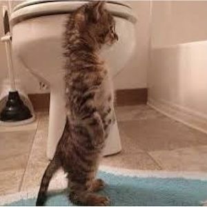 Meet your Posher, Noah